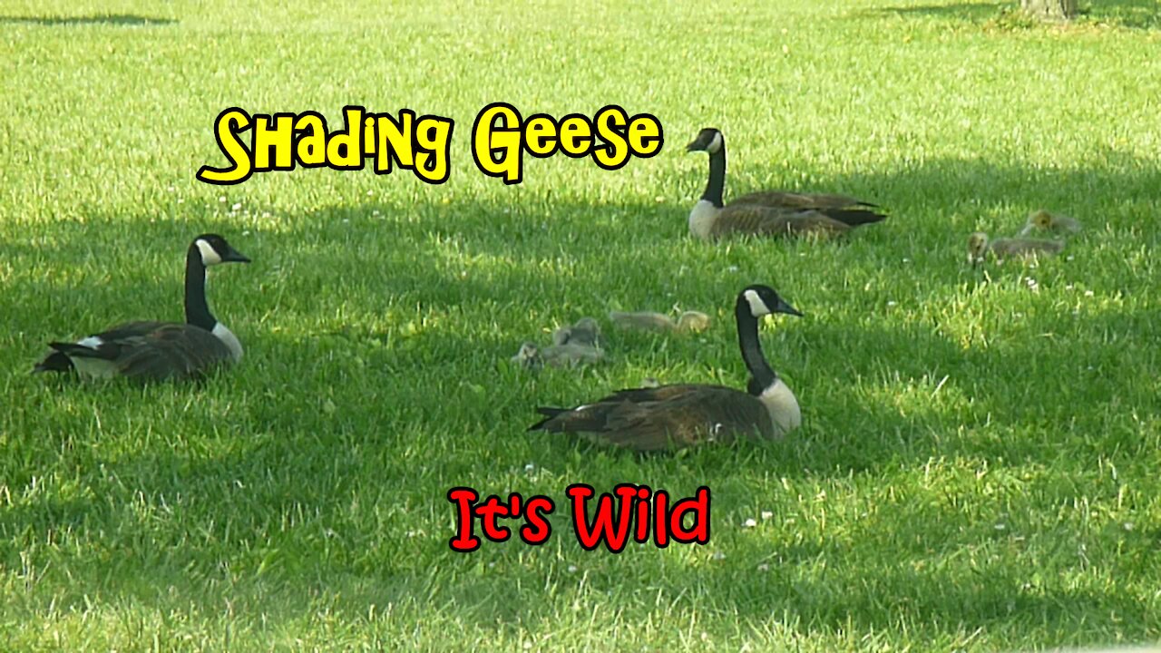 Shading Geese - It's Wild