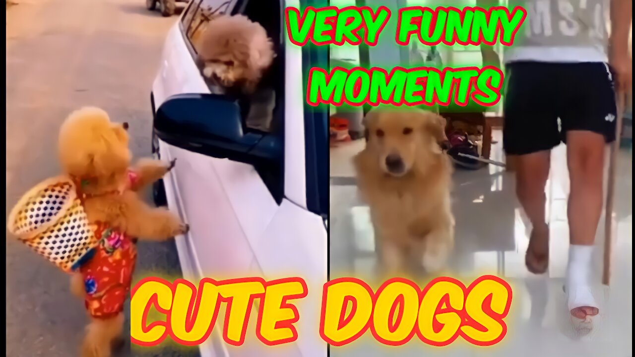 Exciting moments for a cute and very funny dog