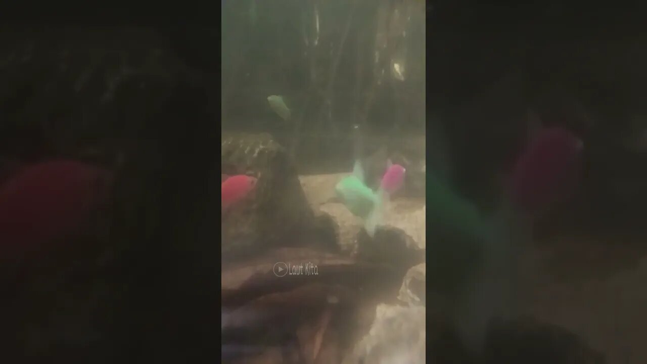 #ikanhiasairtawar #shortvideo #fish #shortsfeed