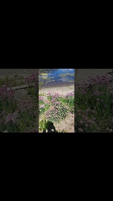 Bugs everywhere! 🦗 #grasshopper #bugs