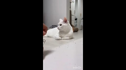 funniest Animal Video