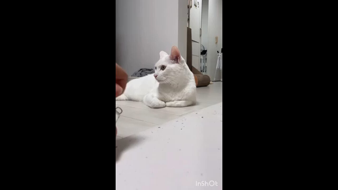 funniest Animal Video