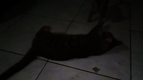 gatinhos bengal brincando lilith e Hércules
