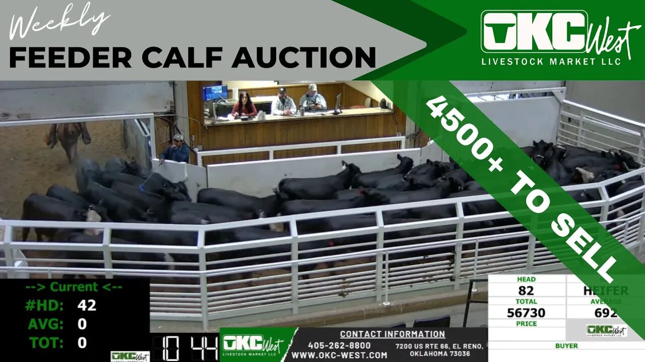 5/3/2023 - OKC West Feeder Calf Auction