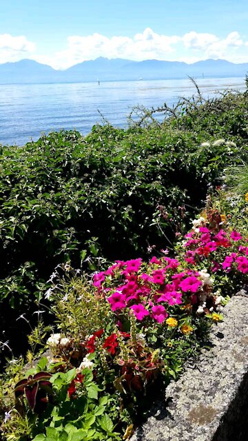 Heaven of flowers in Switzerland