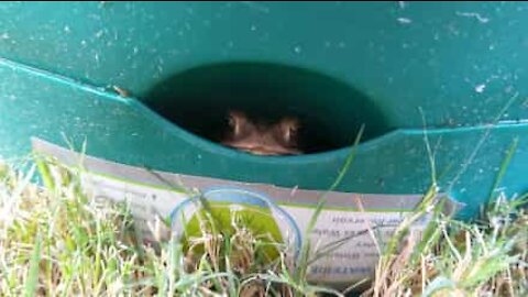 Il découvre une grenouille dans son citronnier