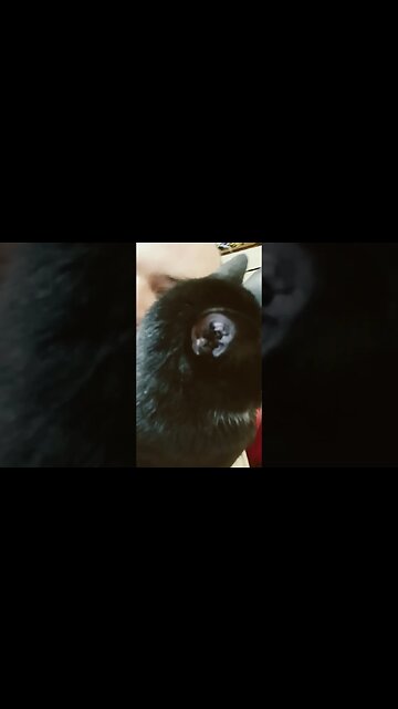 I think I woke kitty #shortsfeed #kitty #kittycat #youtubeshorts #shortsvideo #cat #cutekitty