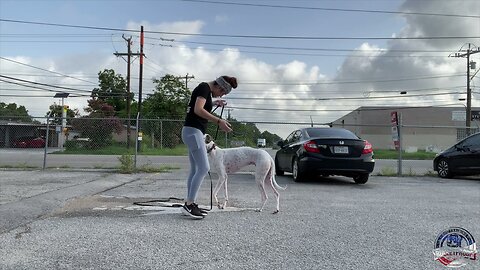 Amazing Transformation | “Ziggy” | Greyhound
