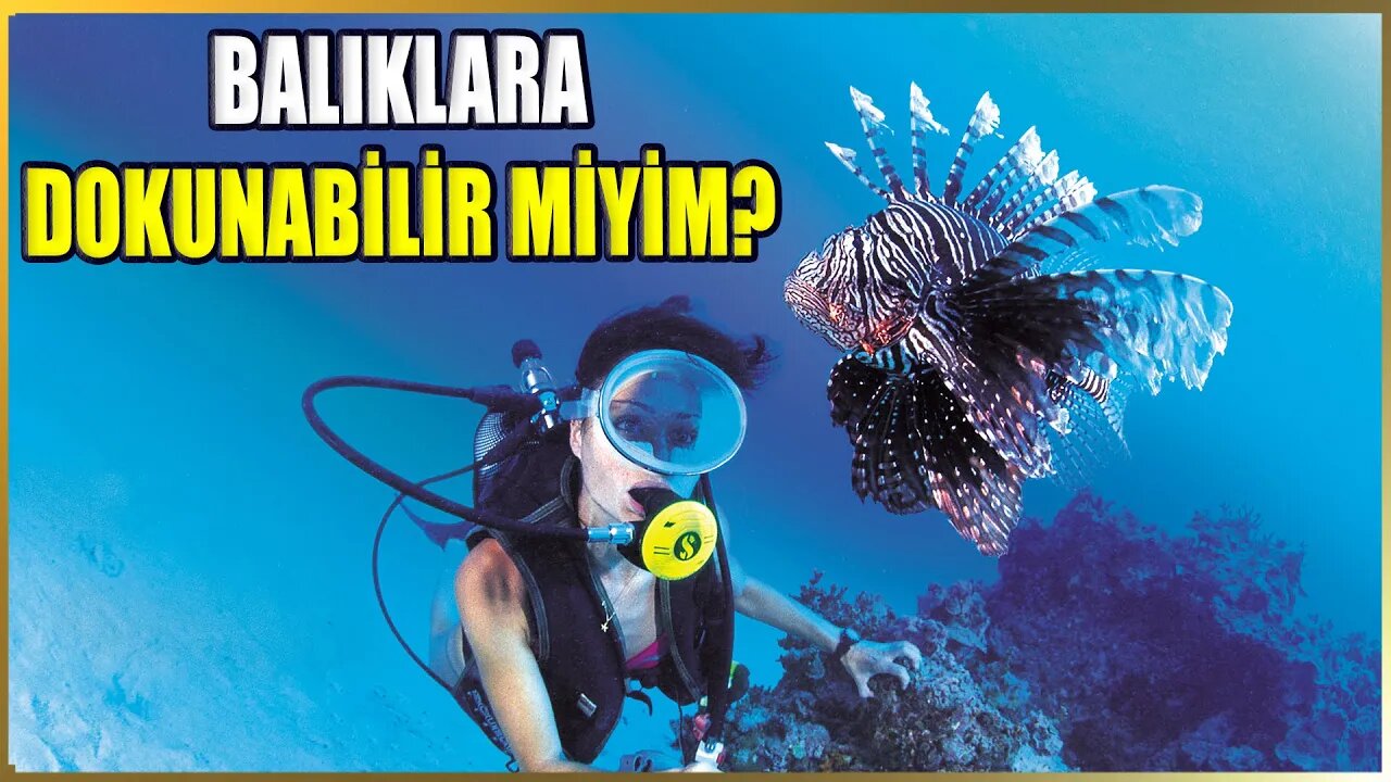 Deniz Canlılarına Dokunabiliyor Muyuz? | Tüplü Dalış İle Balık Avlayabiliyor Muyuz? | Bölüm 12