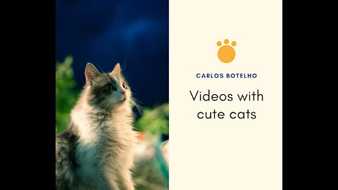 Cute Pets And Funny Animals 2021- Carlos Botelho