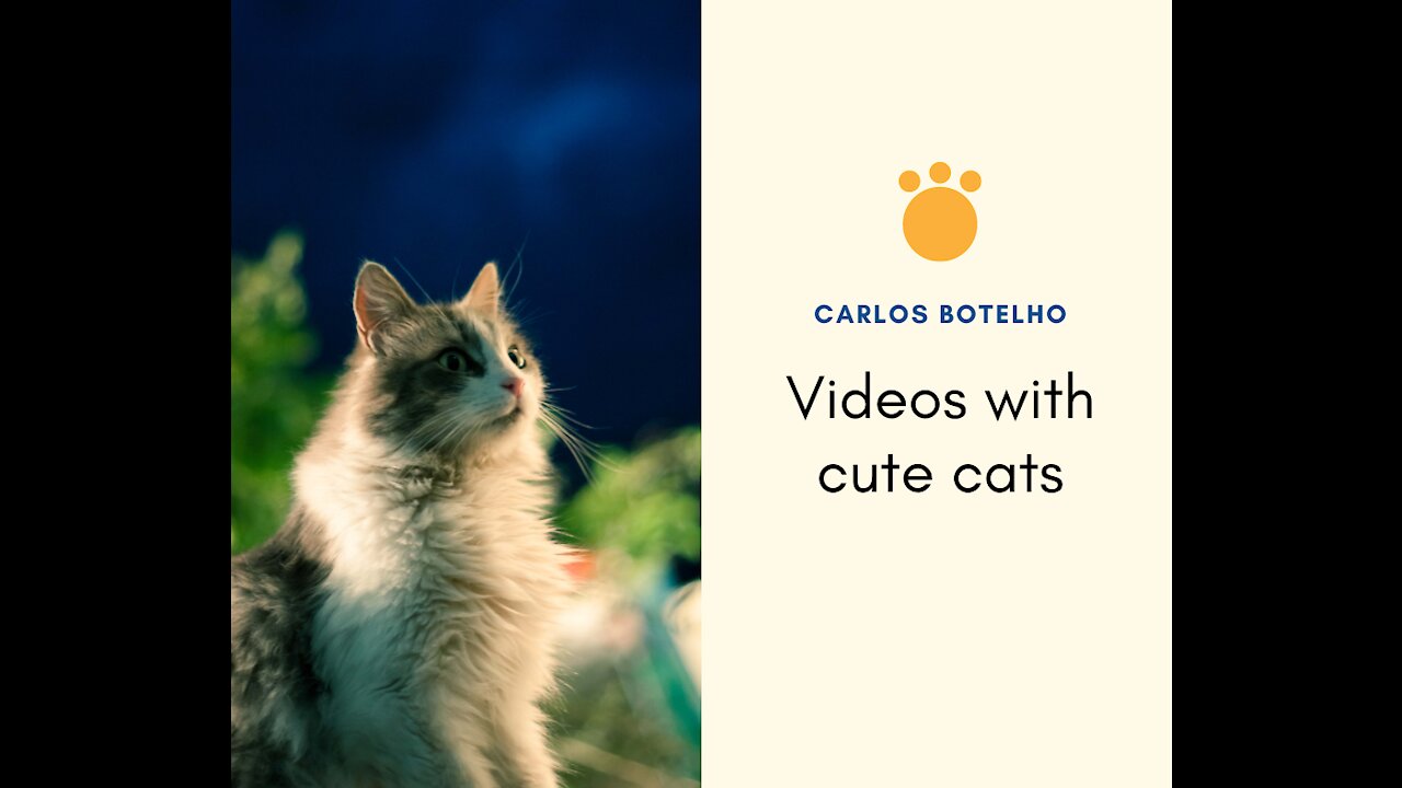 Cute Pets And Funny Animals 2021- Carlos Botelho