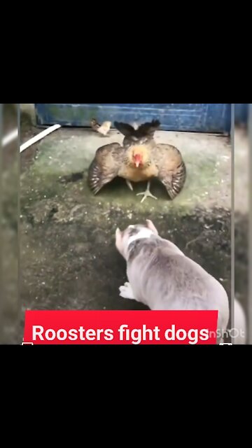 Roosters fight dogs