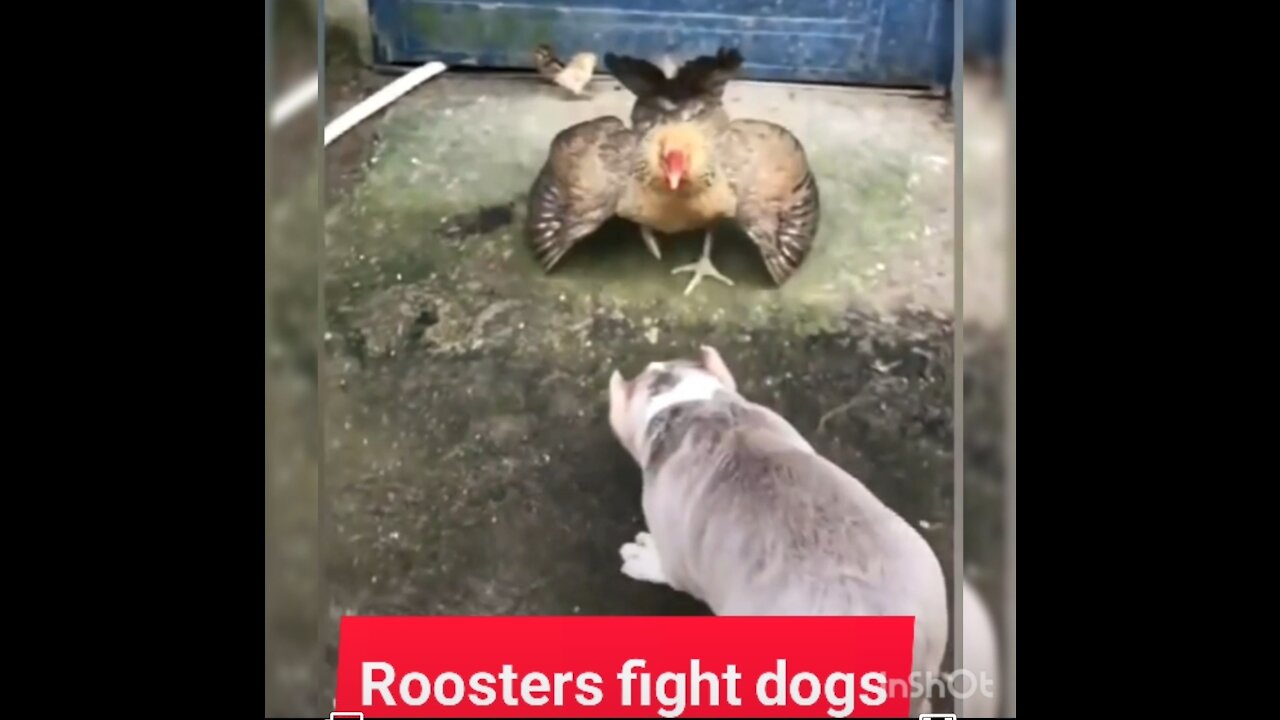 Roosters fight dogs