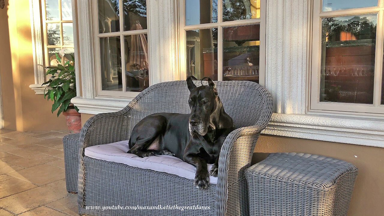 Happy Great Dane Loves To Relax On The Patio Loveseat