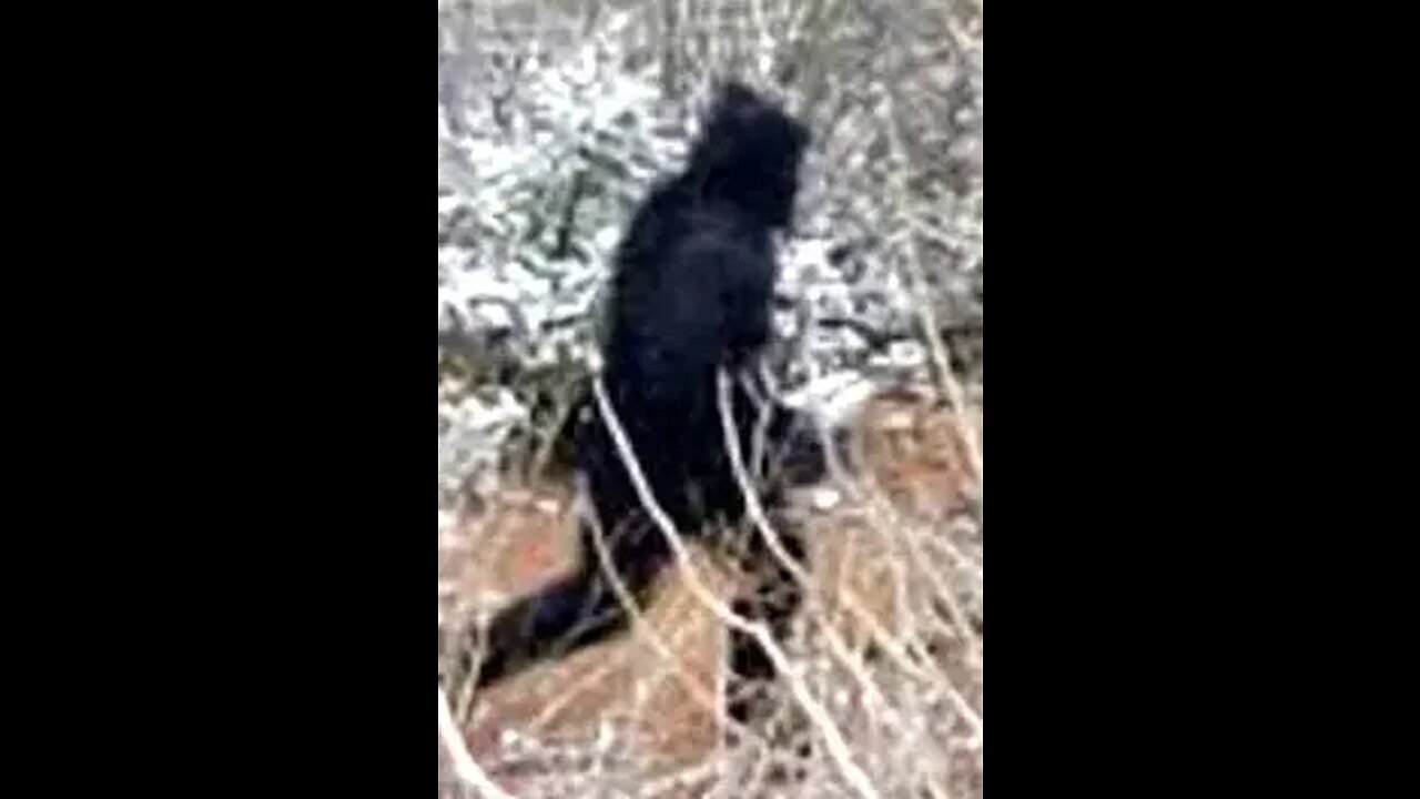 New Bigfoot Video from Durango and Silverton, Colorado