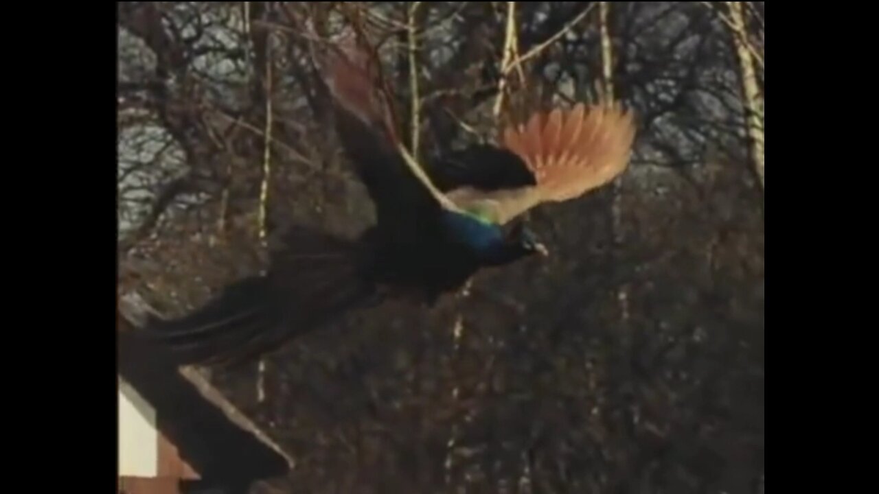 Peacock flying beautiful