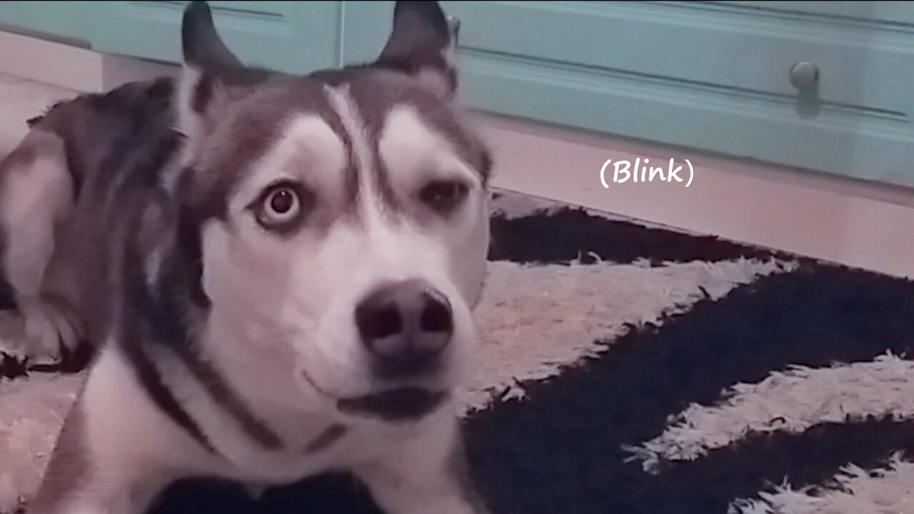 Husky protects her Carpet!