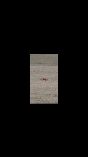 Hunting Coyotes #shorts #cat #animals #hunter #140