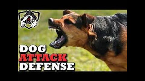 How to defend yourself against an attacking dog