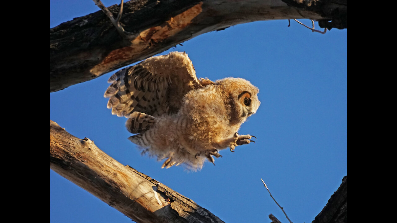 Great Horned Owl Chicks 25th April