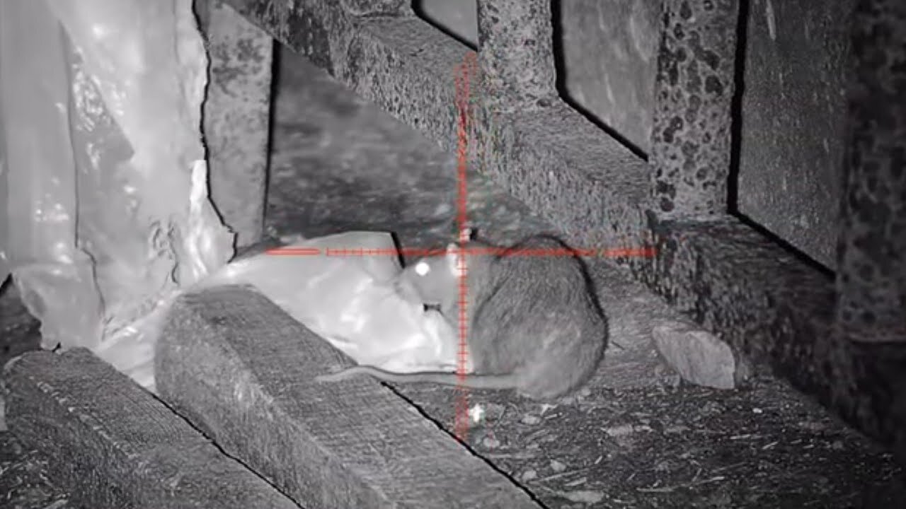 RAT INFESTATION - DAY & NIGHT TIME RAT SHOOTING