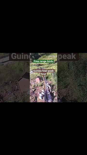 Farm surveillance of birds