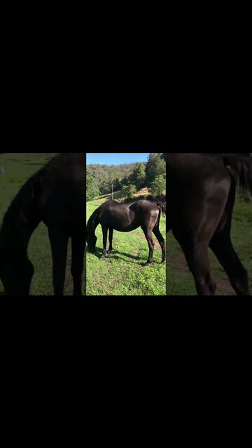 30 year old horse enjoys Spring day