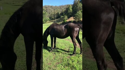 30 year old horse enjoys Spring day