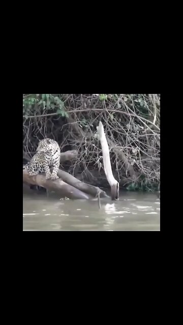 What's happening with tiger 🐯 🤣#Shorts #ytshorts #UbertainmentFun #Dogs #Animals #Fun