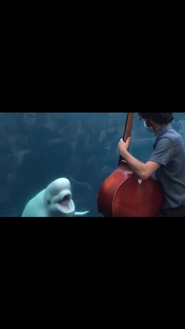 Beluga whales deeply entertained by bassist's performance