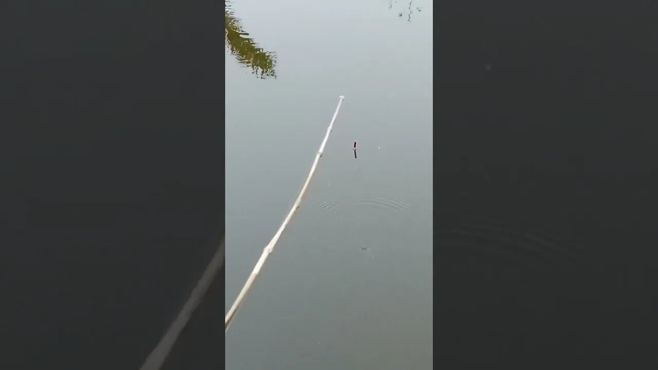 Fishing Video🎣🐠 || The fun of hook fishing in village canals is different || Amazing hook fishing