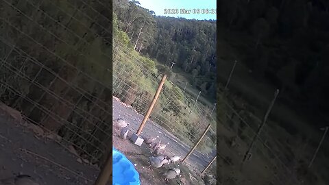 Guinea fowl convention