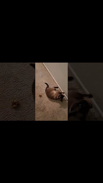 My Little Kangaroo-Bunny #viral #kittycat #disabledyoutuber #cat #shortvideo