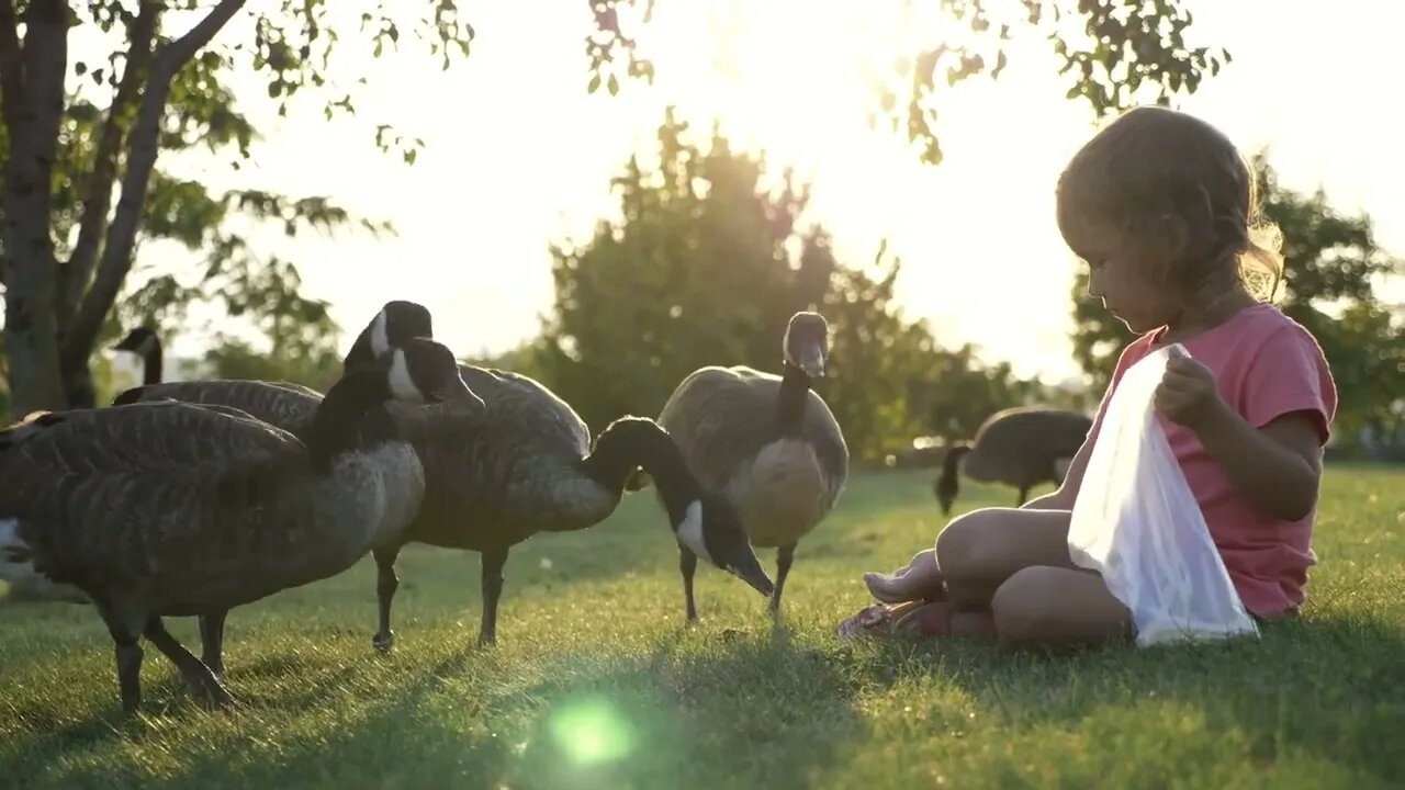 Cute little girl feeding wild geese at green summer meadow52