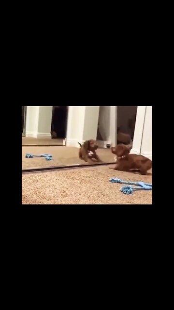 Puppy playing with Mirror 😂 #dog