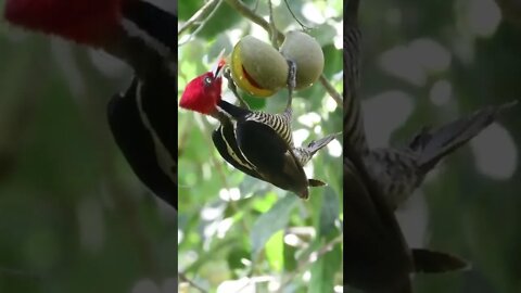 Pica Pau de Cabeça Vermelha se Alimentando #shorts