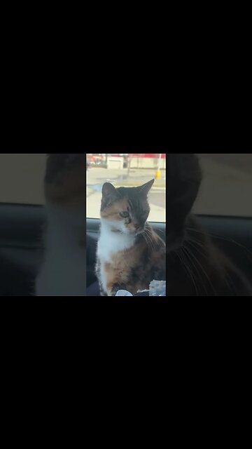 She was NOT impressed #vanlife #shorts