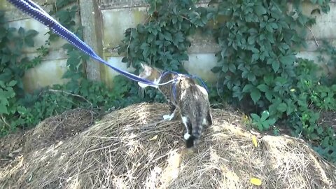 Curious Cat Looks for Mice on a Haystack