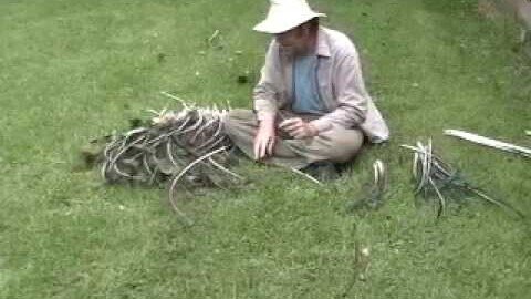 Sorting old peacock feathers #29