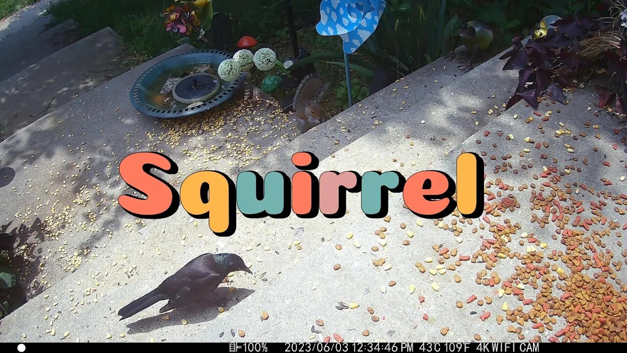 A Cute Squirrel Visits! 😍