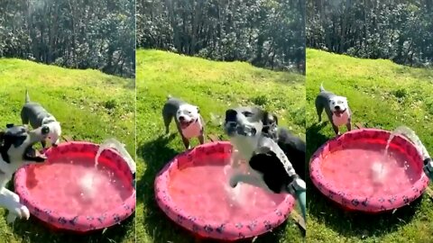 Just trying to eat the water !!!?!!