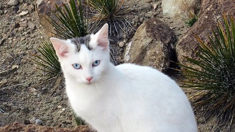 Our Cats #132 - Pasha & Pusspuss Stroll Among Yucca Plants