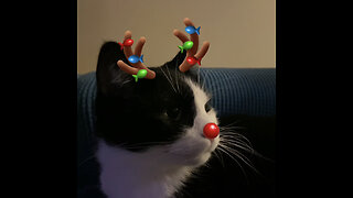 All of our pets as reindeer