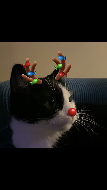All of our pets as reindeer