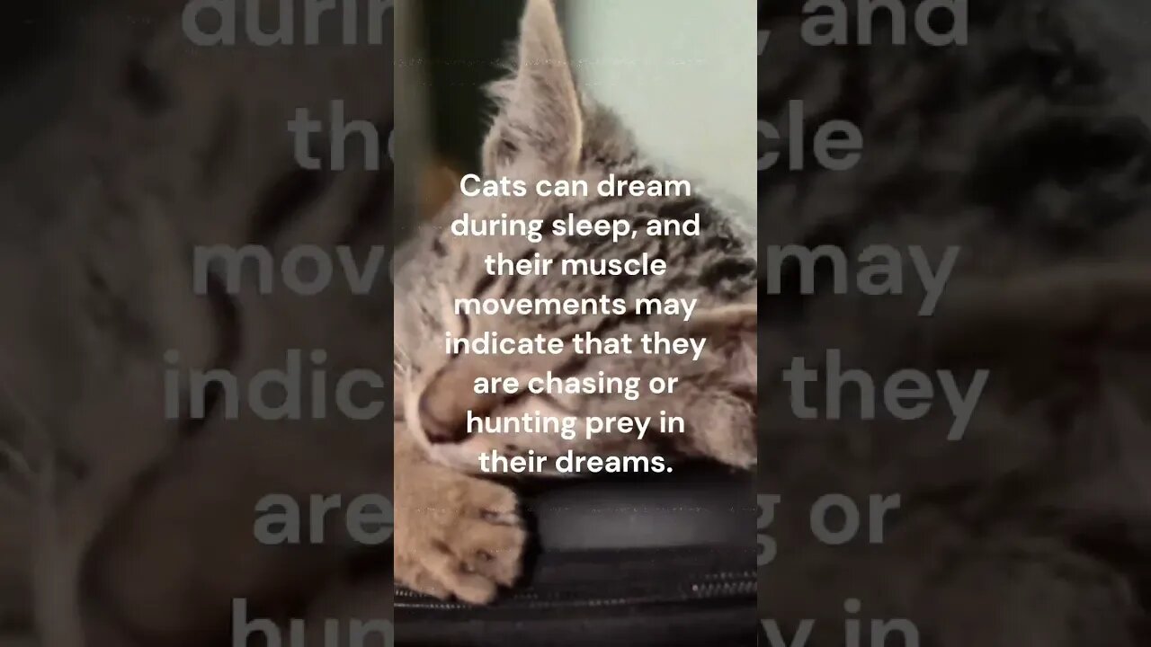 The secret life of cats' dreams #shortsfacts #cats #shorts