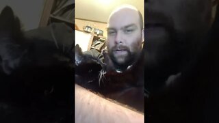 A kitty's ultimate trust #shorts #shortsfeed #shortsvideo #youtubeshorts #catvideos