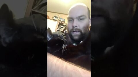 A kitty's ultimate trust #shorts #shortsfeed #shortsvideo #youtubeshorts #catvideos