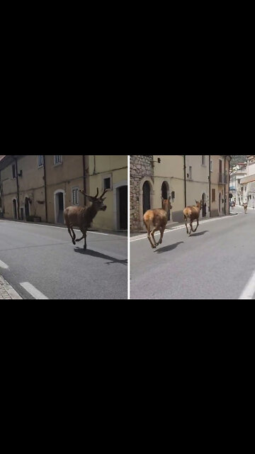 Pack Of Deer Randomly Run Down A Street In Italy