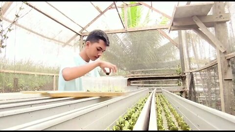 PKL Hari #11 : Kegiatan PKL SMK Negeri 5 Agribisnis & Agroteknologi Merauke | #BerkebunHidroponik