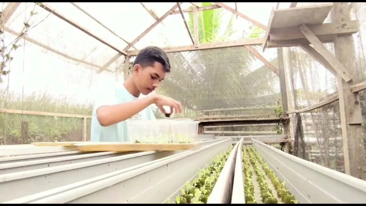 PKL Hari #11 : Kegiatan PKL SMK Negeri 5 Agribisnis & Agroteknologi Merauke | #BerkebunHidroponik